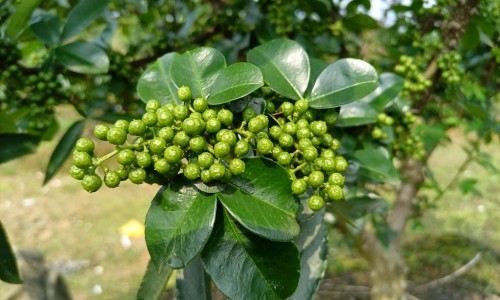 白花藤的功效与作用、白花丹叶子功效与偏方 -白花丹的功效与作用图片网