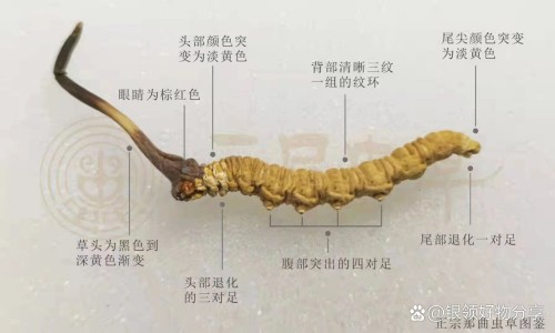 白花藤的功效与作用、白花丹叶子功效与偏方 -白花丹的功效与作用图片网