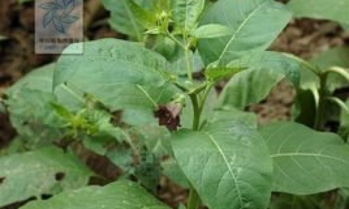 白花藤的功效与作用、白花丹叶子功效与偏方 -白花丹的功效与作用图片网